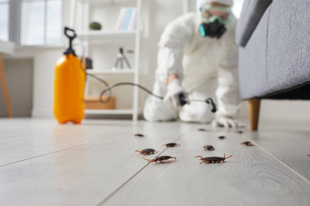 Post-Treatment Bed Bug Interceptor Monitoring in Whitesburg